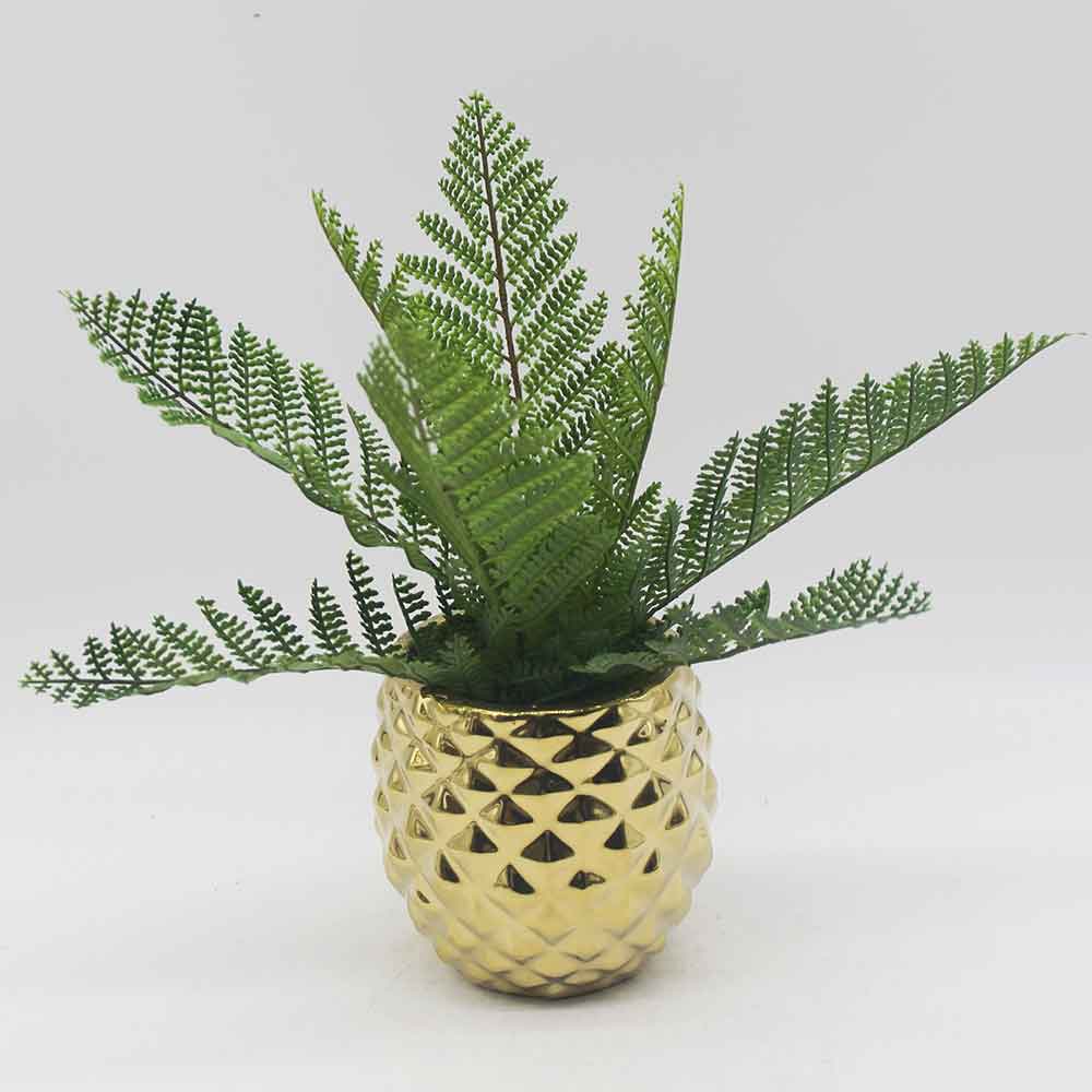 MC0176 Fern