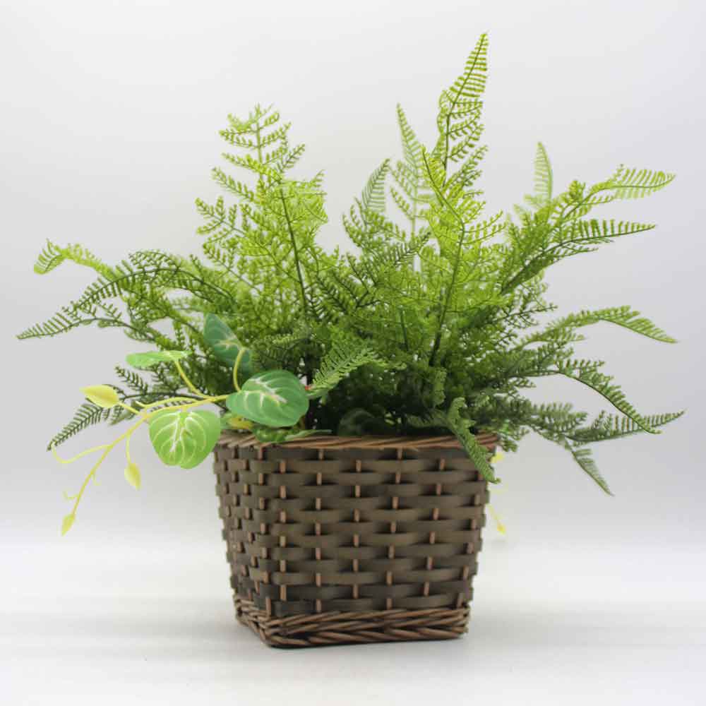 MC0191 Fern