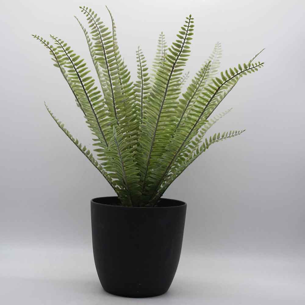 MC0219 Fern