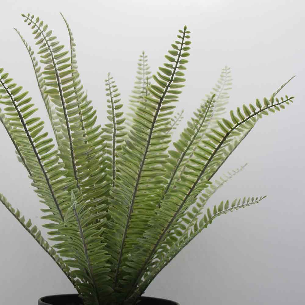 MC0219 Fern