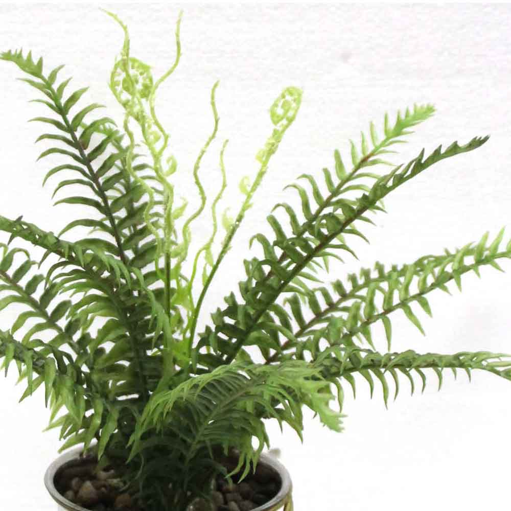 MC2603 Fern