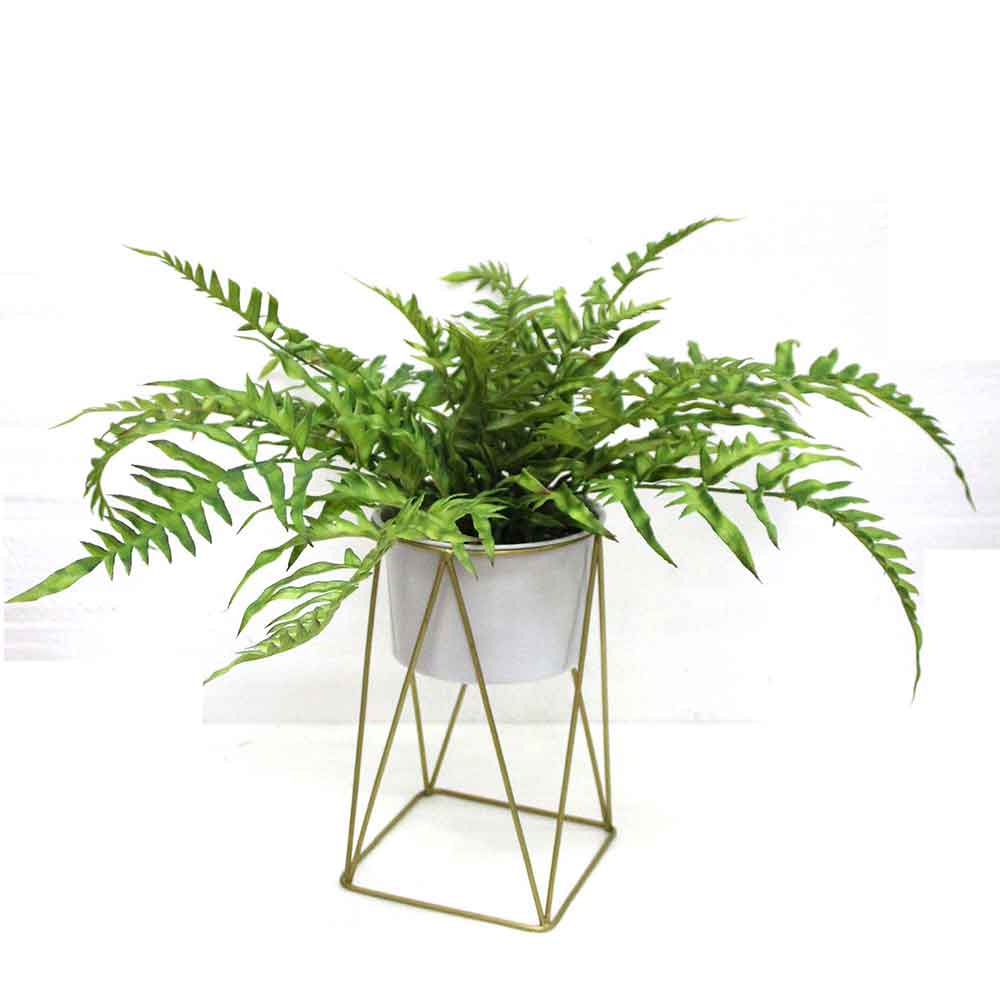 MC2604 Fern