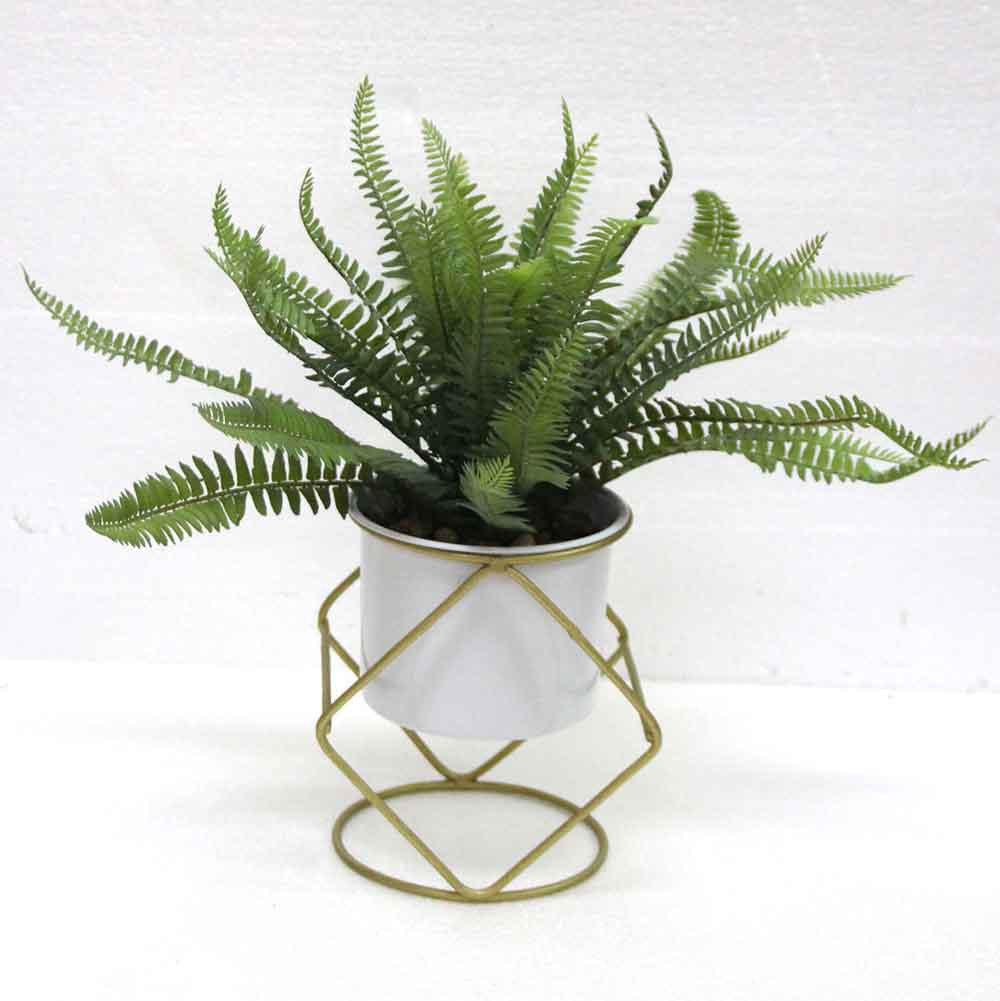 MC2606 Fern