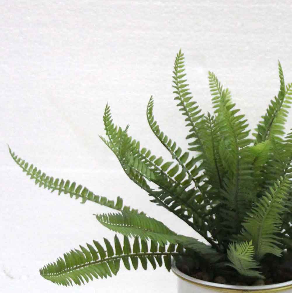 MC2606 Fern