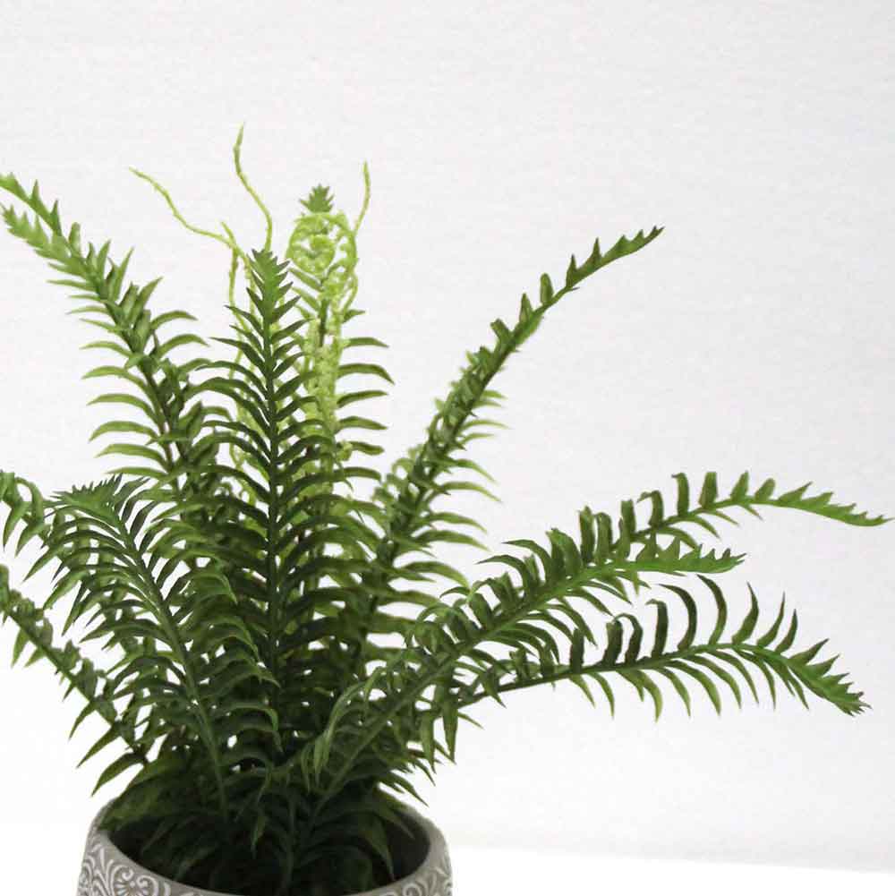 MC2651 Fern