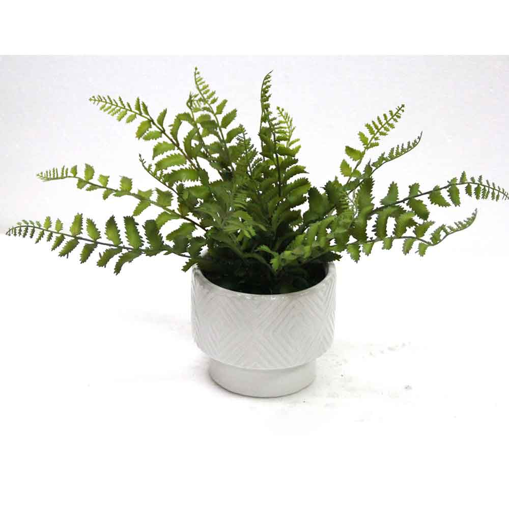 MC2655 Fern