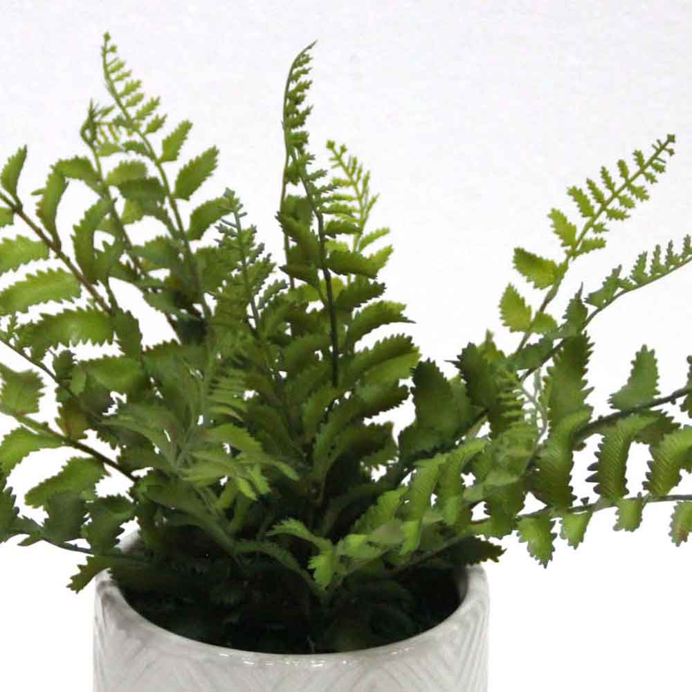 MC2655 Fern