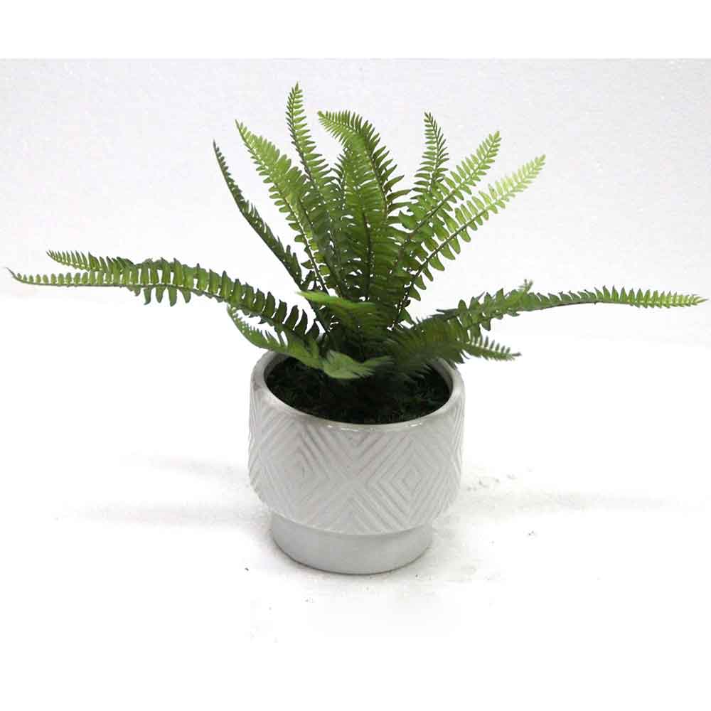 MC2656 Fern