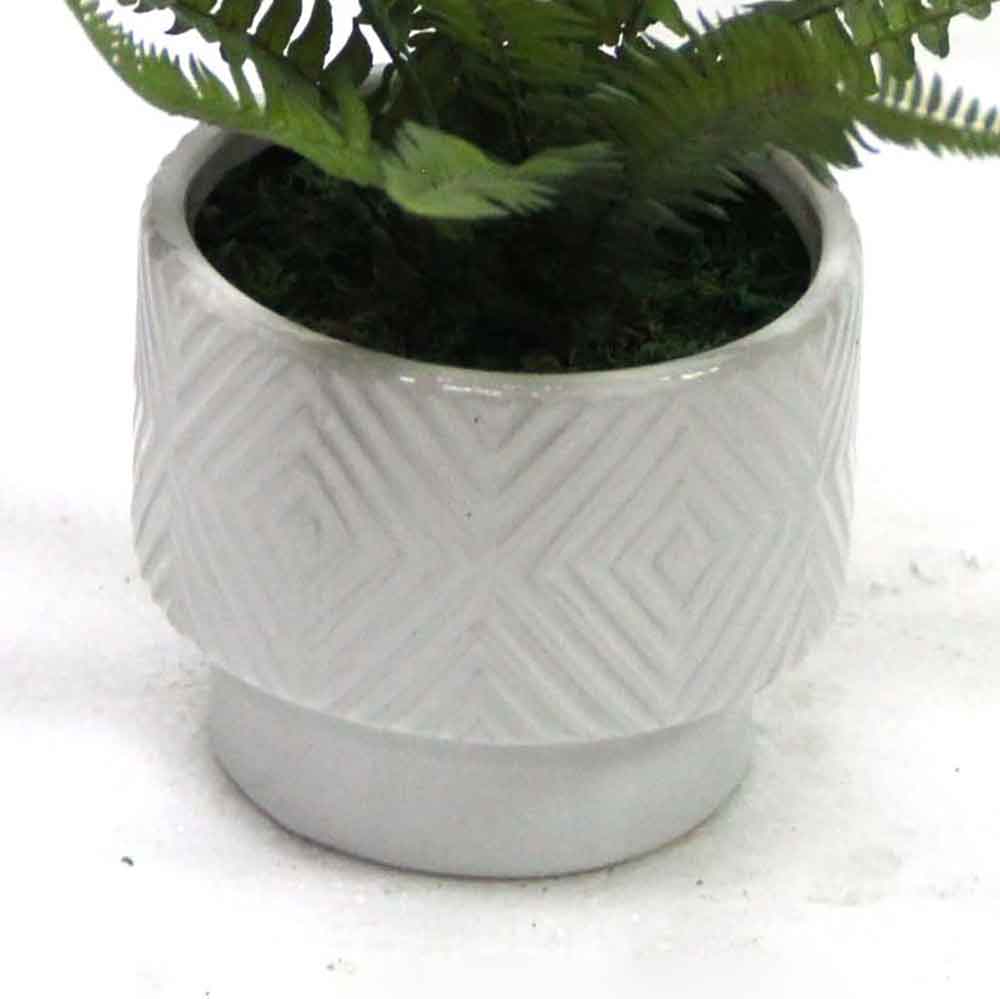 MC2656 Fern