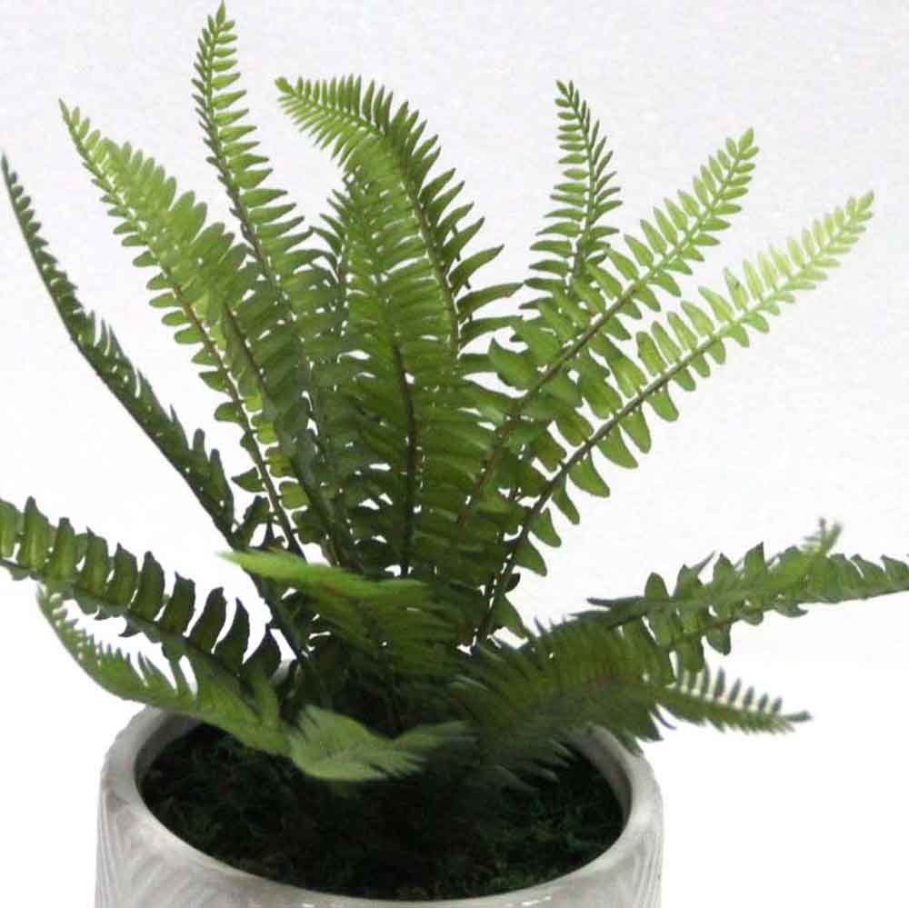 MC2656 Fern