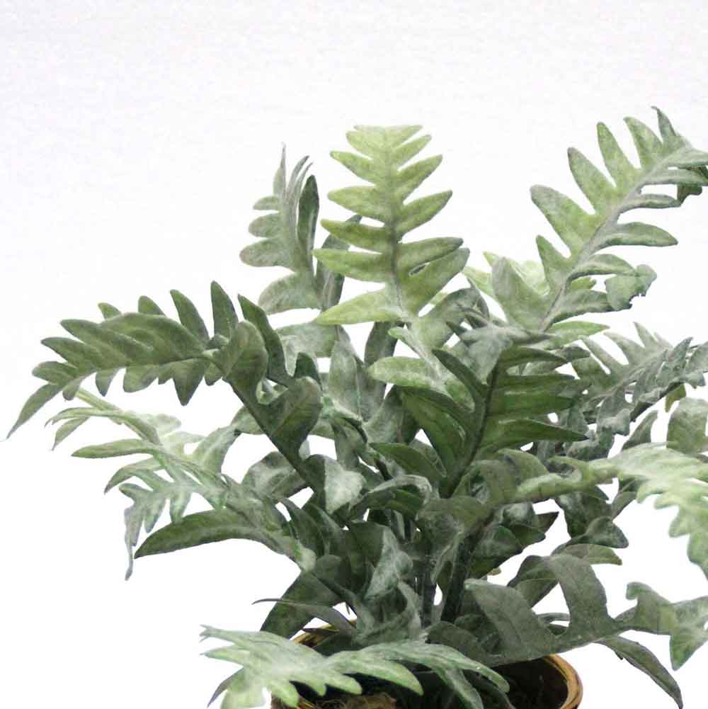 MC2657 Fern