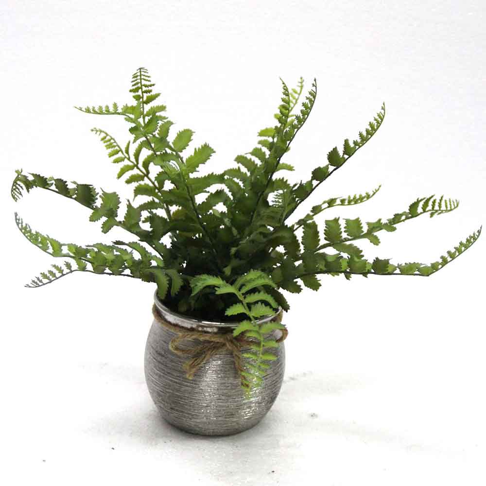 MC2658 Fern