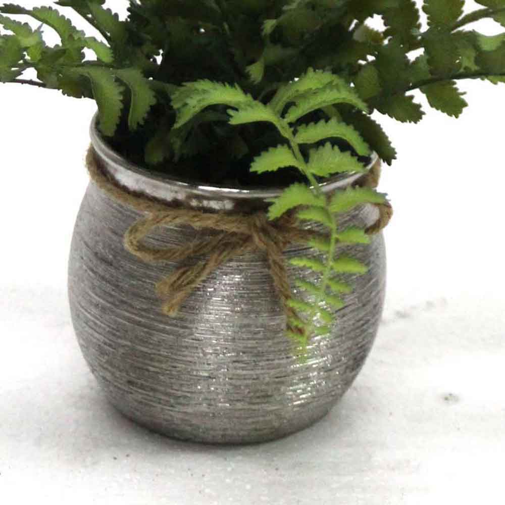 MC2658 Fern