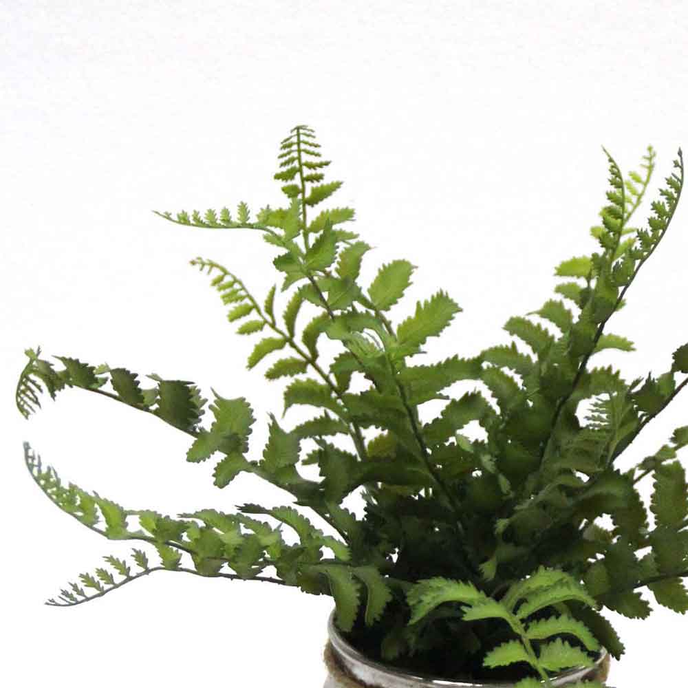 MC2658 Fern