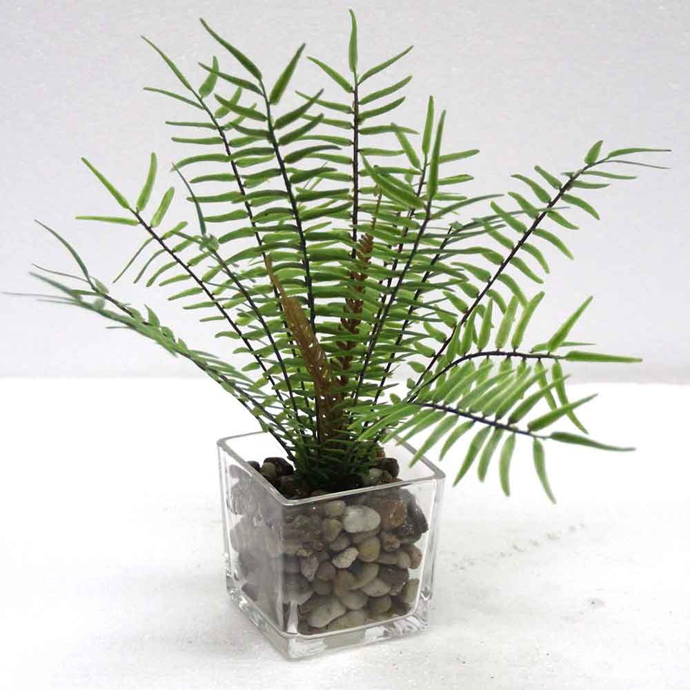 MC2667 Fern