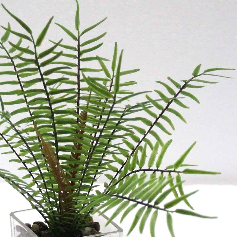 MC2667 Fern