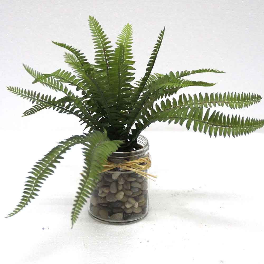 MC2668 Fern