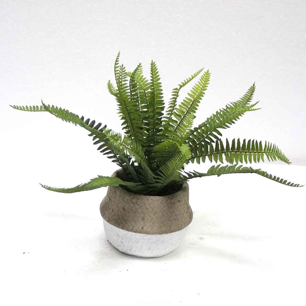 MC2669 Fern