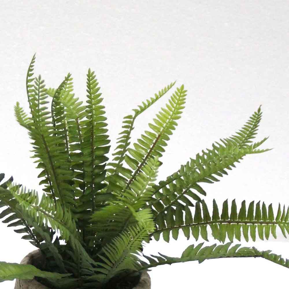 MC2669 Fern