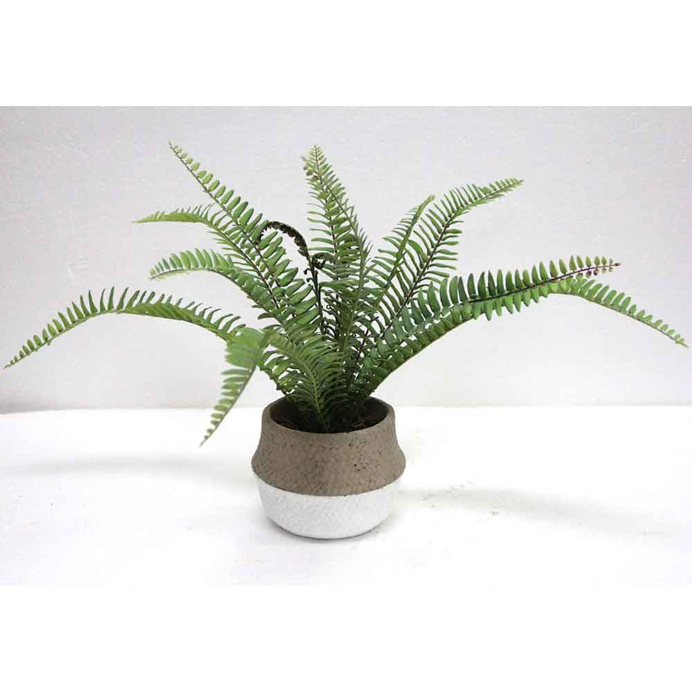 MC2670 Fern