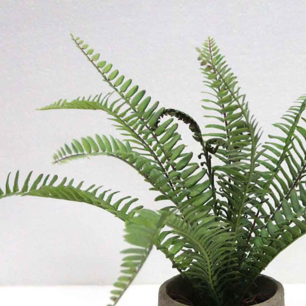 MC2670 Fern