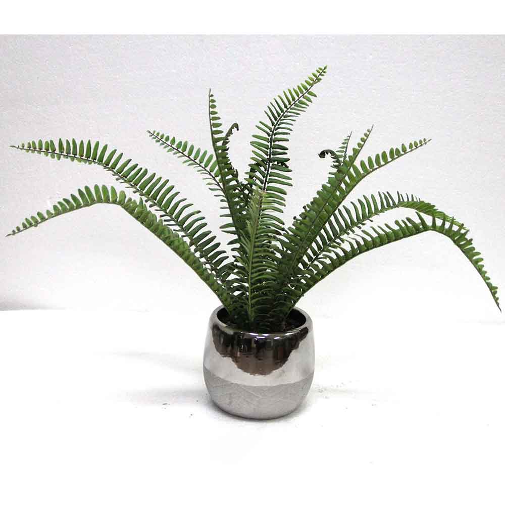 MC2674 Fern