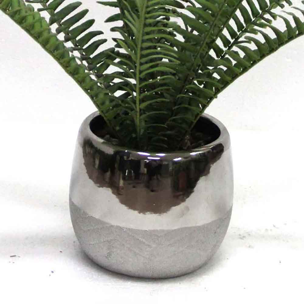 MC2674 Fern