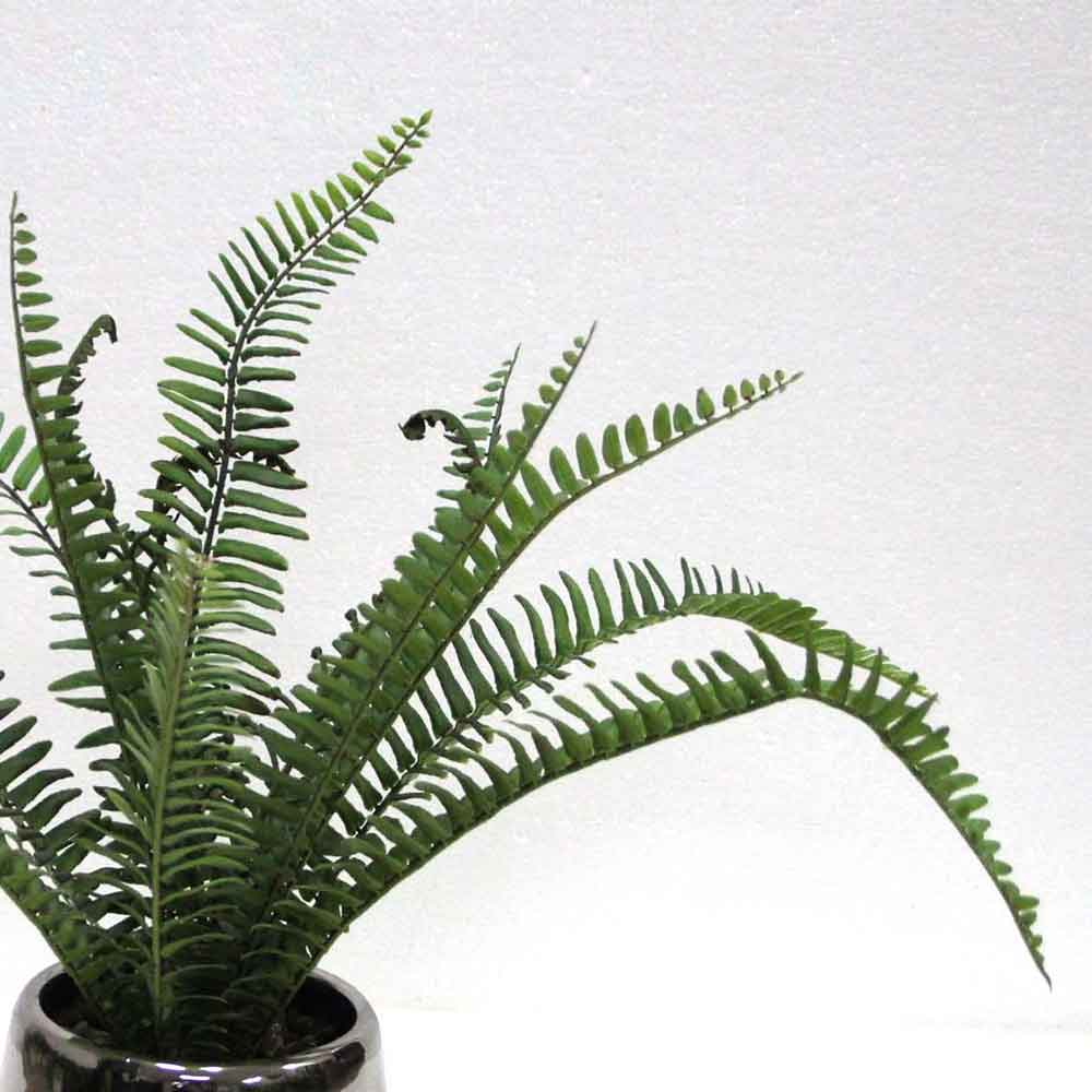 MC2674 Fern