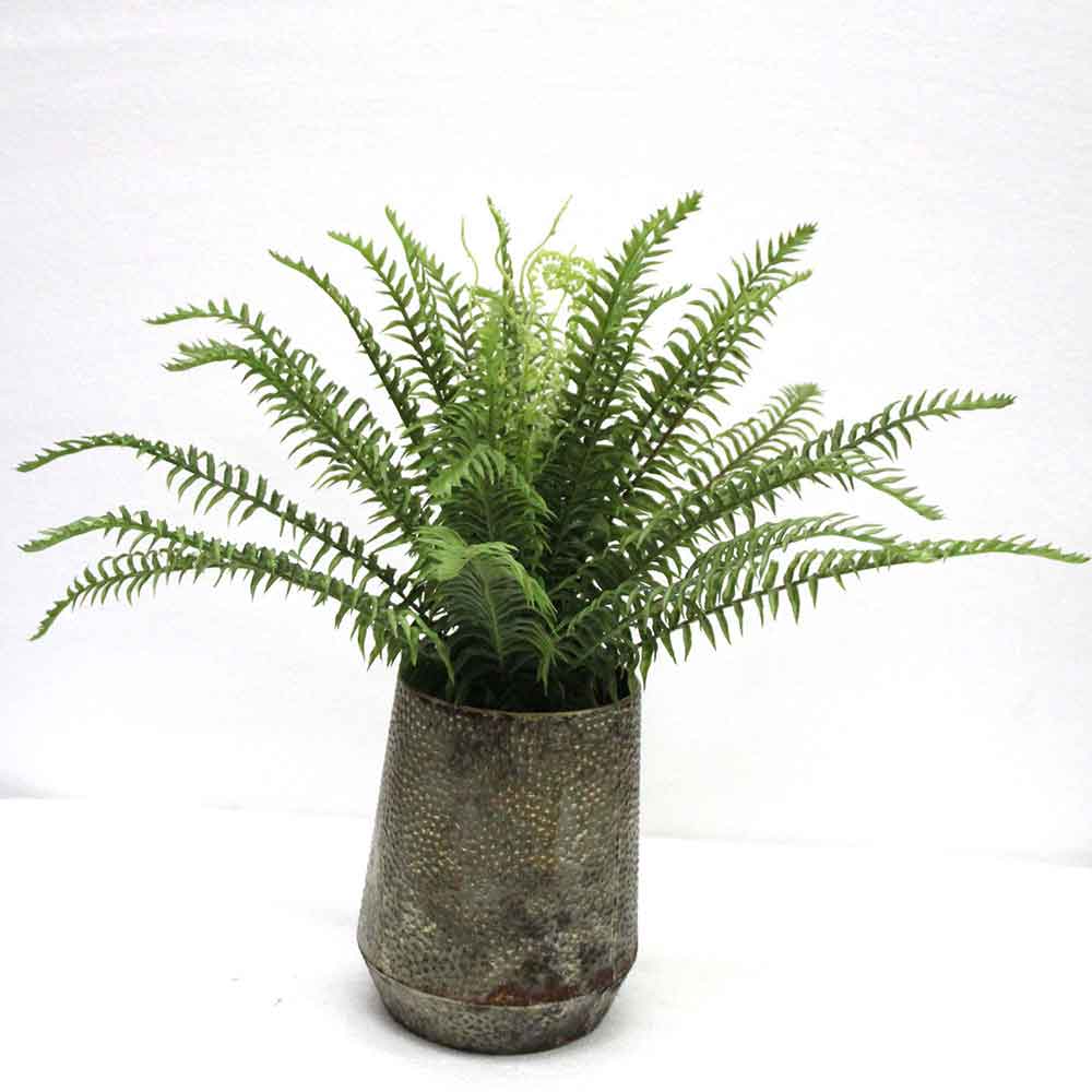 MC2676 Fern