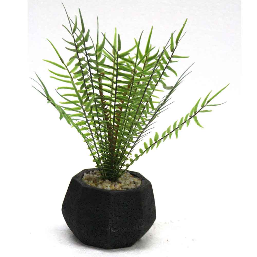 MC2686 Fern