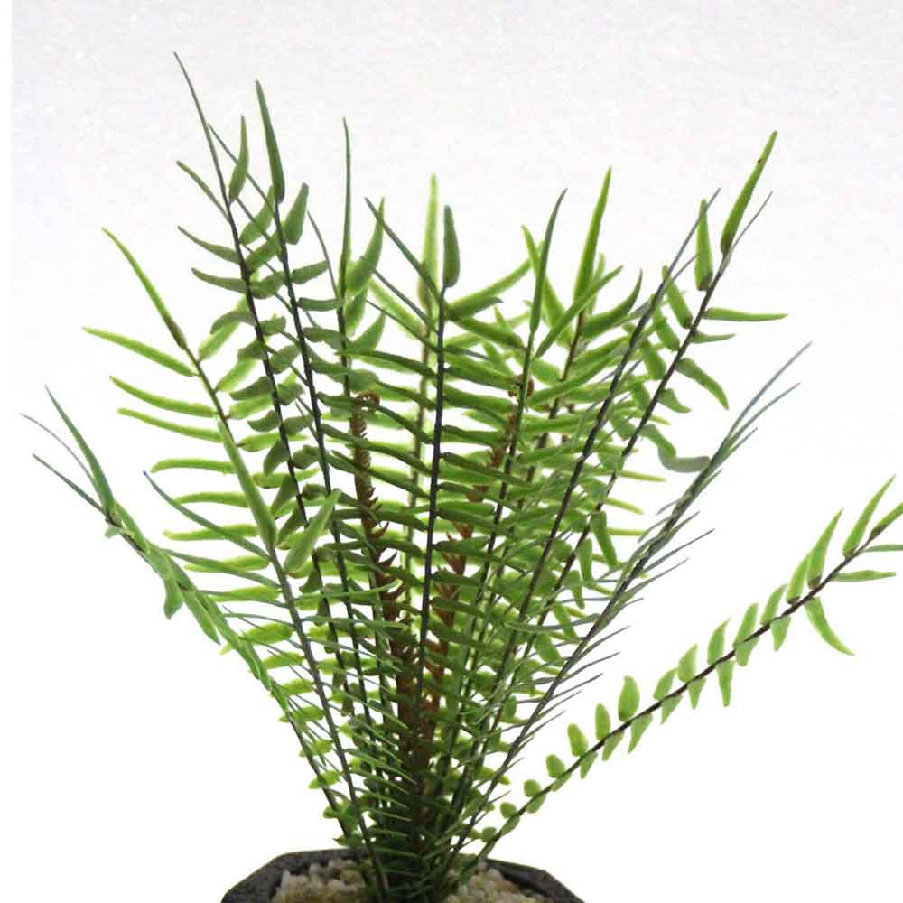 MC2686 Fern