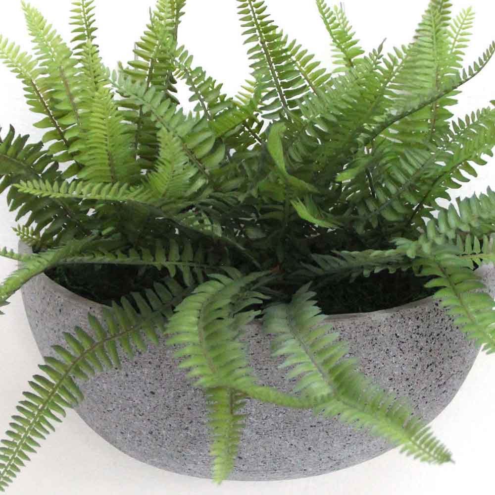 MC2786 Fern