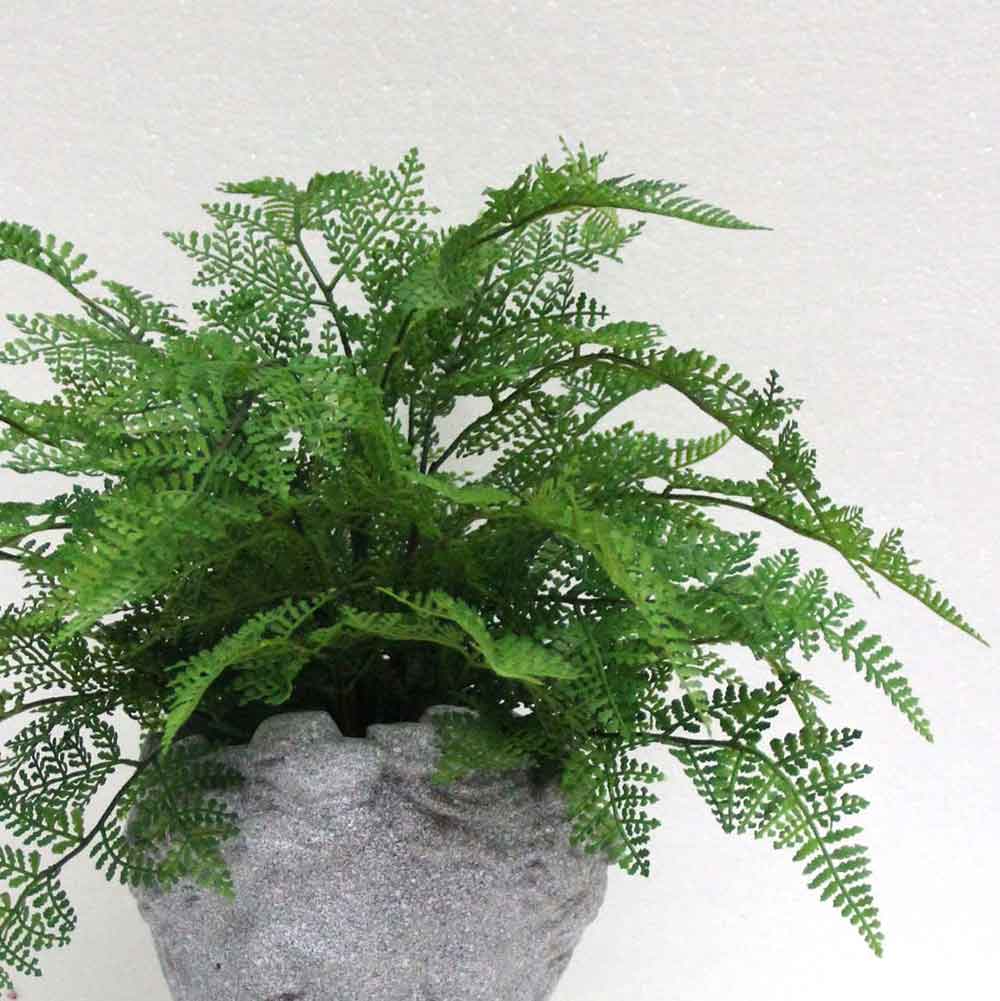 MC2763 Fern