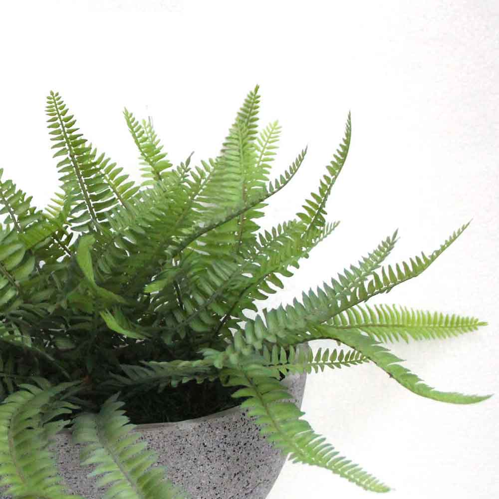 MC2786 Fern