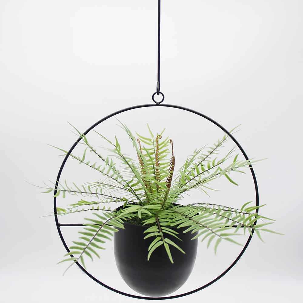 MC2885 Fern