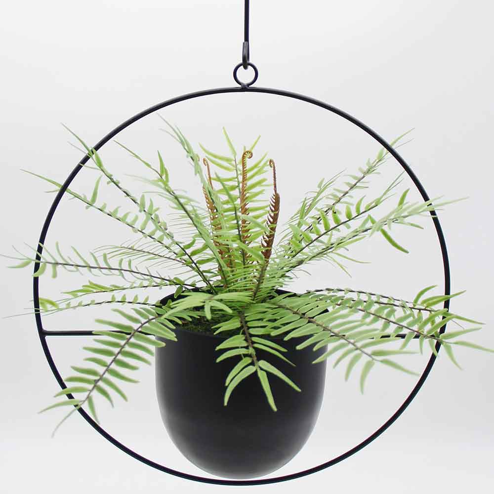 MC2885 Fern