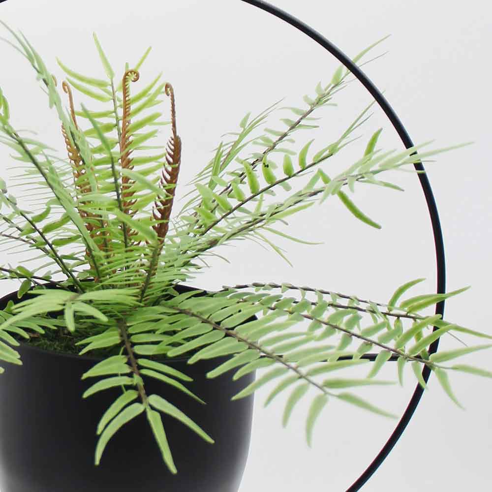 MC2885 Fern