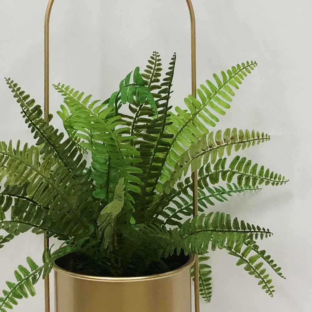 MC2891 Fern