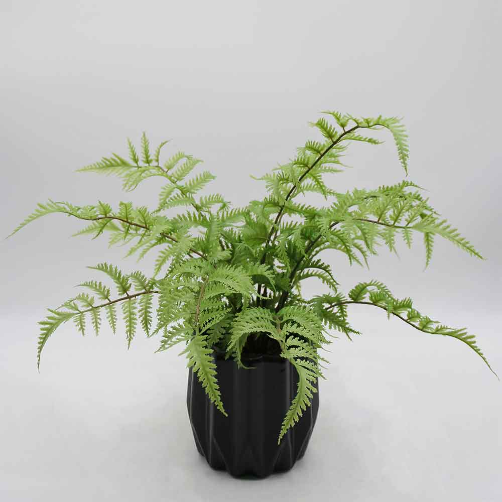 MC2955 Fern