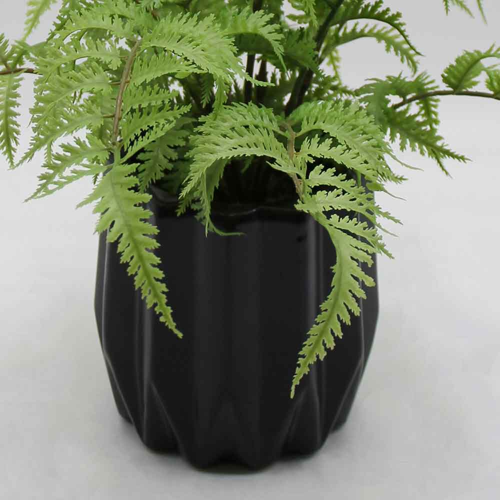 MC2955 Fern