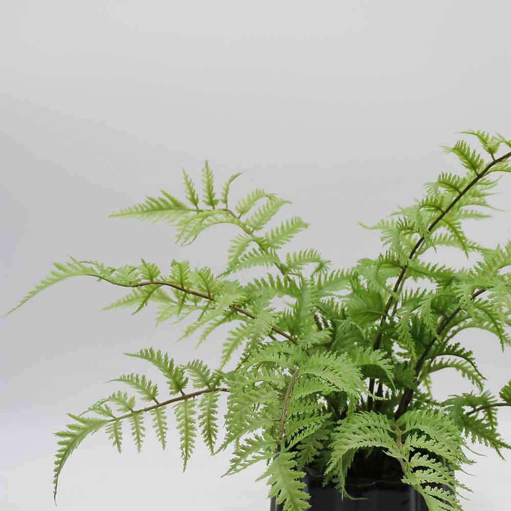 MC2955 Fern