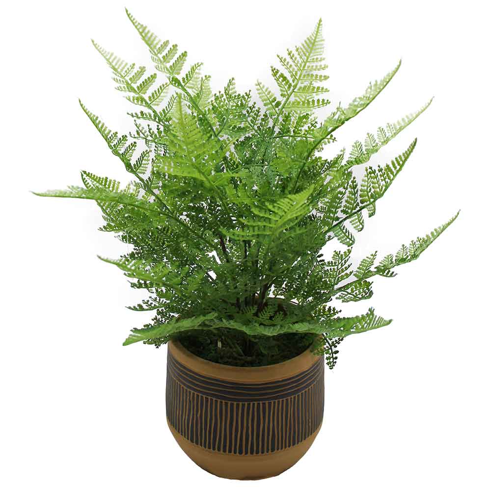 MC2957 Fern