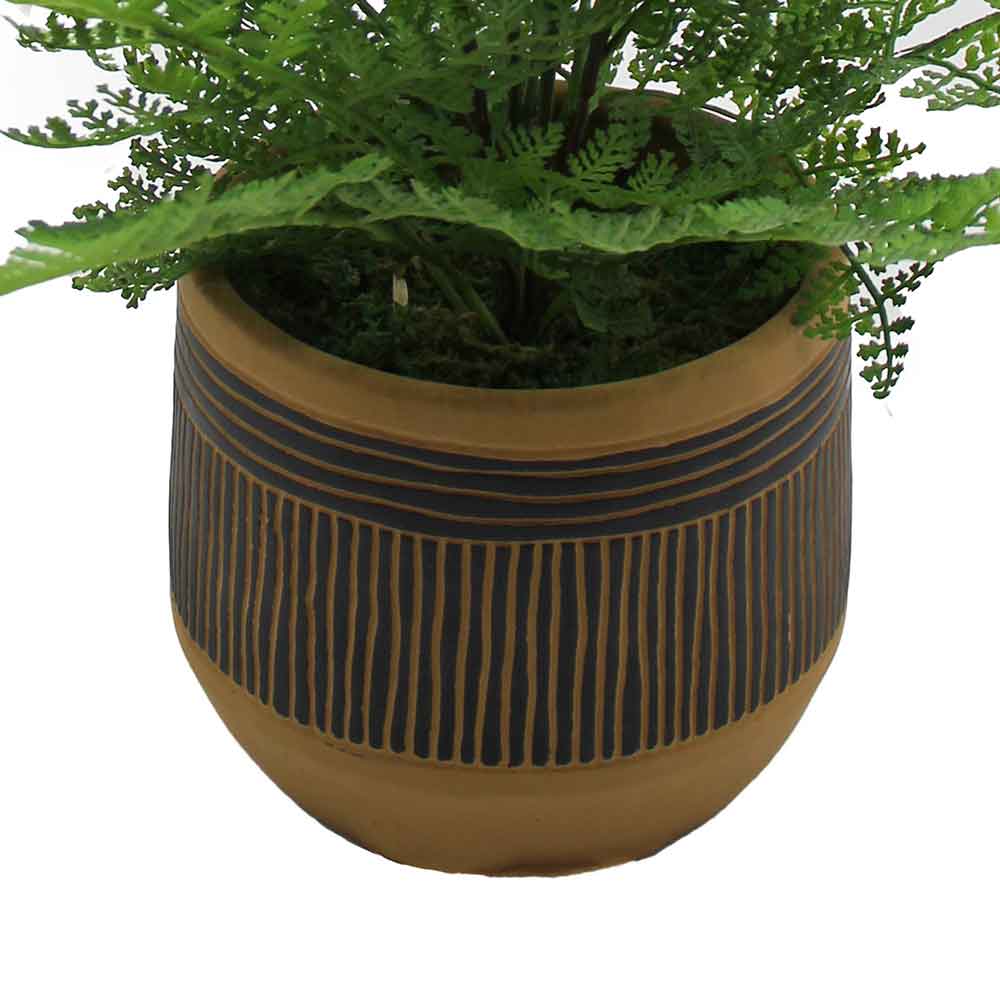 MC2957 Fern