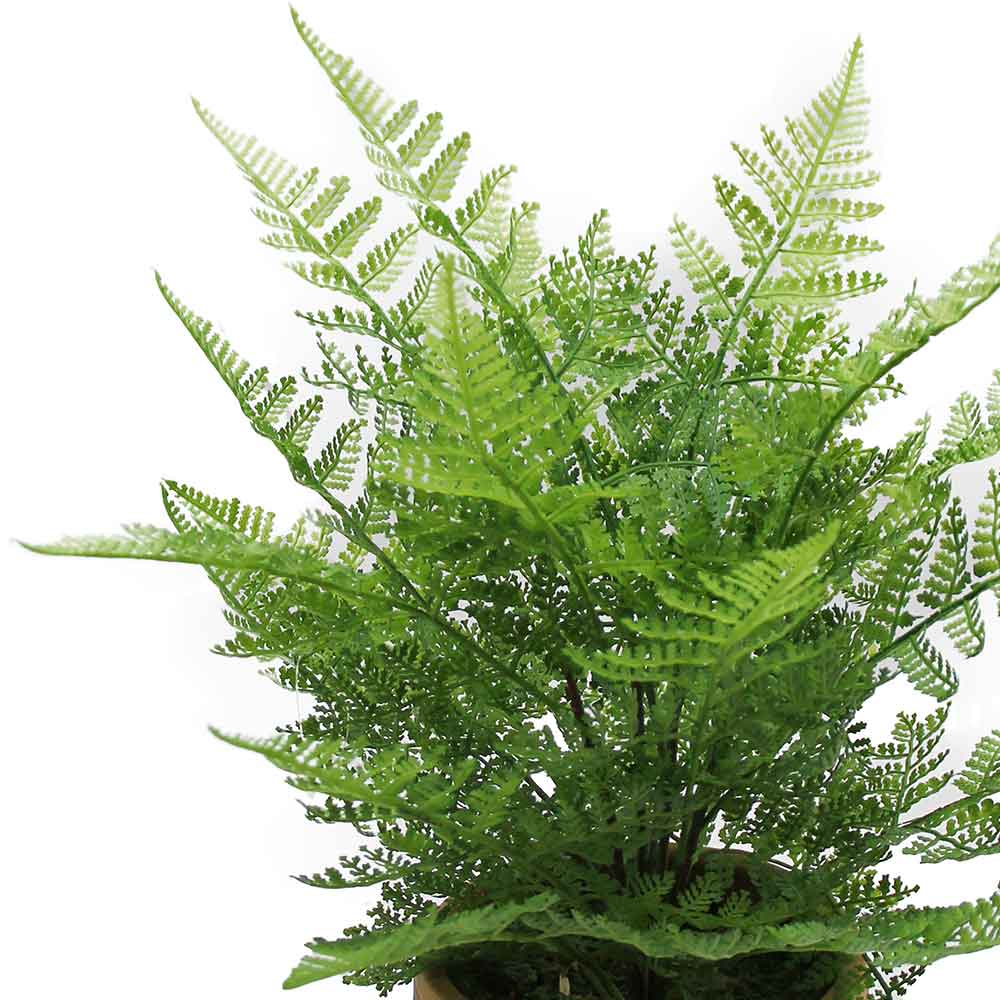 MC2957 Fern