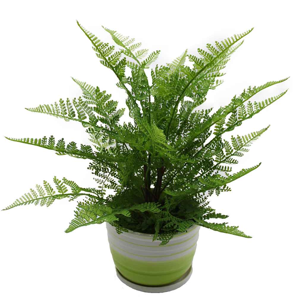 MC2956 Fern