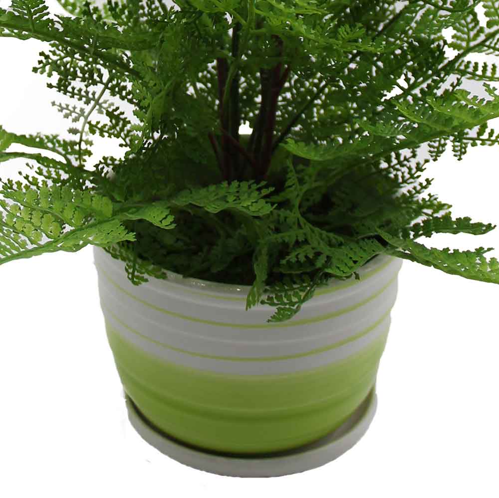 MC2956 Fern