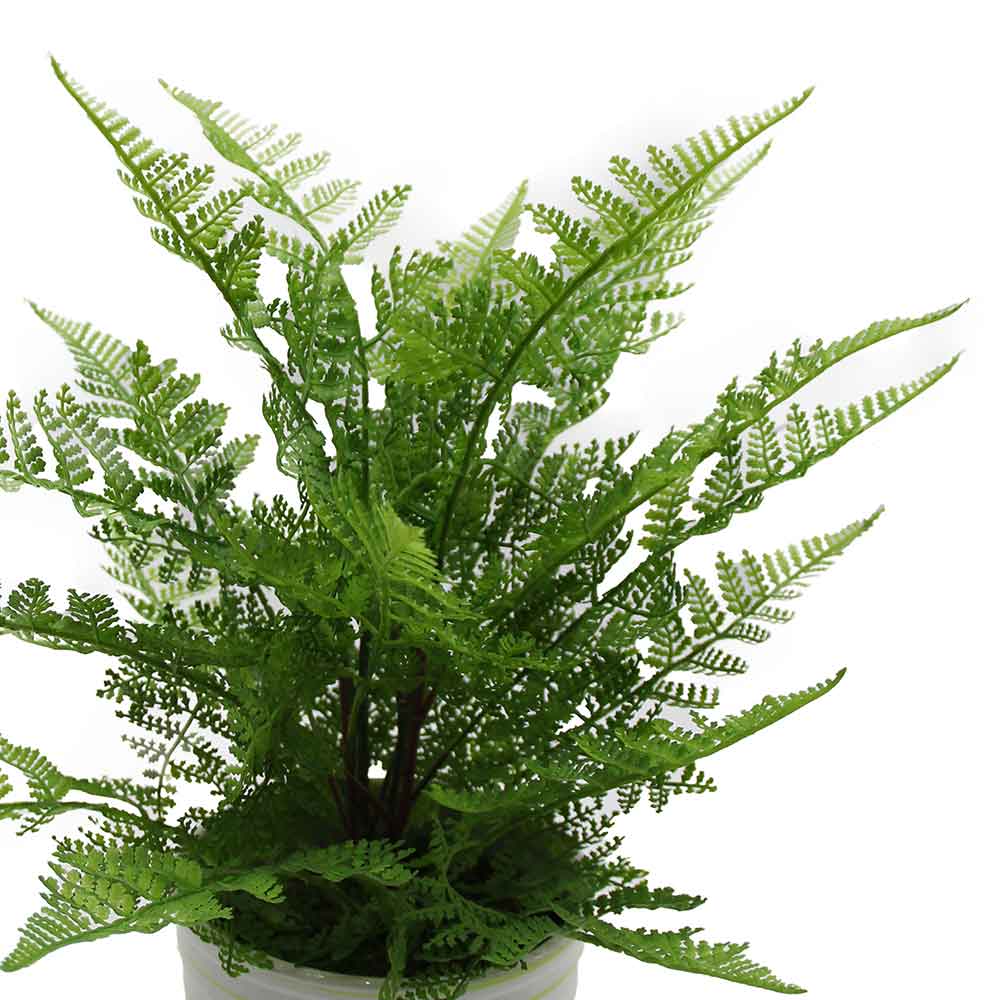 MC2956 Fern