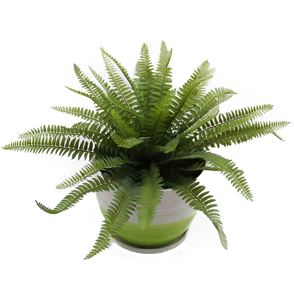 MC2958 Fern