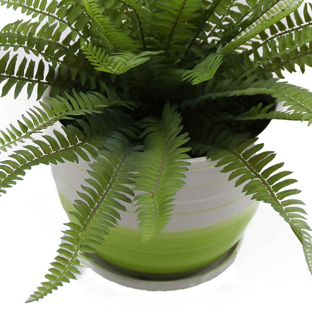 MC2958 Fern