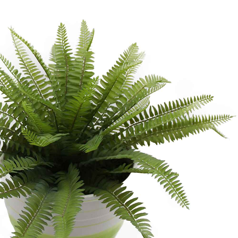 MC2958 Fern